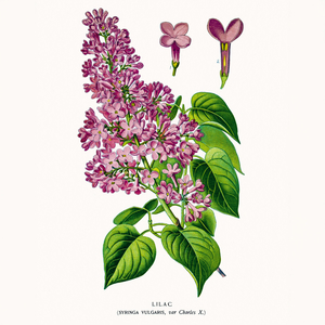 Fotografie k reklamnímu předmětu „NOTIQUE Poznámkový kalendář Herbář 2026, 30 x 30 cm“