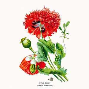 Fotografie k reklamnímu předmětu „NOTIQUE Poznámkový kalendář Herbář 2026, 30 x 30 cm“