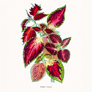 Fotografie k reklamnímu předmětu „NOTIQUE Poznámkový kalendář Herbář 2026, 30 x 30 cm“