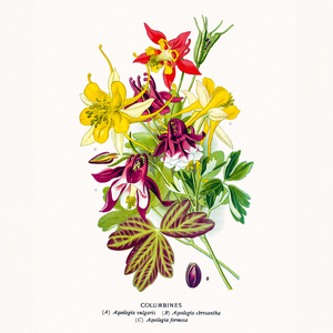 Fotografie k reklamnímu předmětu „NOTIQUE Poznámkový kalendář Herbář 2026, 30 x 30 cm“