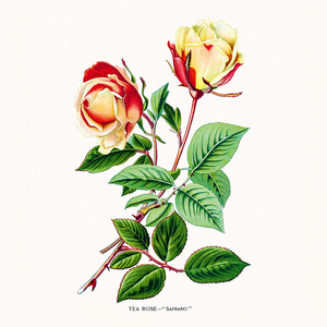 Fotografie k reklamnímu předmětu „NOTIQUE Poznámkový kalendář Herbář 2026, 30 x 30 cm“