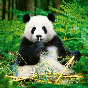 Fotografie k reklamnímu předmětu „NOTIQUE Poznámkový kalendář Pandy 2026, 30 x 30 cm“