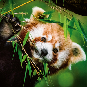 Fotografie k reklamnímu předmětu „NOTIQUE Poznámkový kalendář Pandy 2026, 30 x 30 cm“