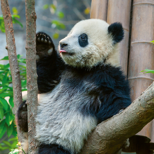 Fotografie k reklamnímu předmětu „NOTIQUE Poznámkový kalendář Pandy 2026, 30 x 30 cm“