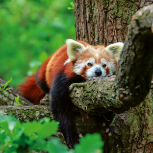 Fotografie k reklamnímu předmětu „NOTIQUE Poznámkový kalendář Pandy 2026, 30 x 30 cm“