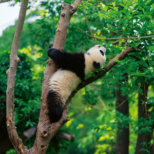 Fotografie k reklamnímu předmětu „NOTIQUE Poznámkový kalendář Pandy 2026, 30 x 30 cm“