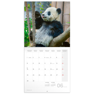 Fotografie k reklamnímu předmětu „NOTIQUE Poznámkový kalendář Pandy 2026, 30 x 30 cm“