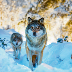 Fotografie k reklamnímu předmětu „NOTIQUE Poznámkový kalendář Divoká zvířata 2026, 30 x 30 cm“