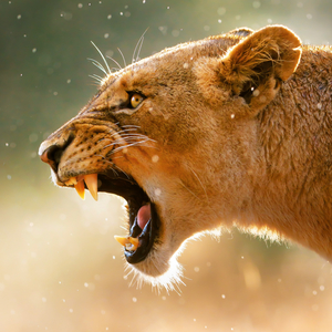 Fotografie k reklamnímu předmětu „NOTIQUE Poznámkový kalendář Divoká zvířata 2026, 30 x 30 cm“