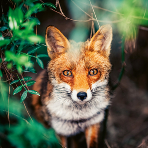 Fotografie k reklamnímu předmětu „NOTIQUE Poznámkový kalendář Divoká zvířata 2026, 30 x 30 cm“