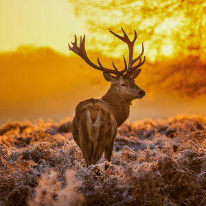 Fotografie k reklamnímu předmětu „NOTIQUE Poznámkový kalendář Divoká zvířata 2026, 30 x 30 cm“
