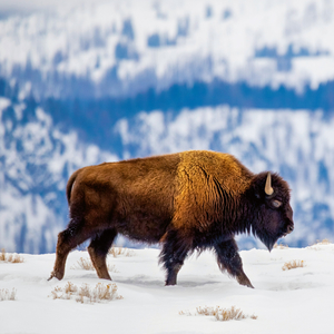 Fotografie k reklamnímu předmětu „NOTIQUE Poznámkový kalendář Divoká zvířata 2026, 30 x 30 cm“