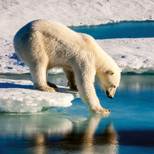 Fotografie k reklamnímu předmětu „NOTIQUE Poznámkový kalendář Divoká zvířata 2026, 30 x 30 cm“