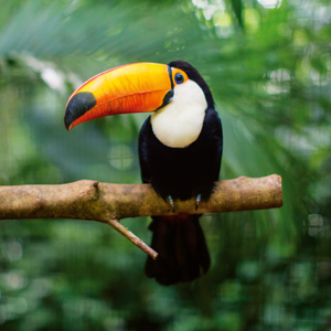 Fotografie k reklamnímu předmětu „NOTIQUE Poznámkový kalendář Divoká zvířata 2026, 30 x 30 cm“