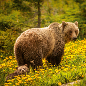 Fotografie k reklamnímu předmětu „NOTIQUE Poznámkový kalendář Divoká zvířata 2026, 30 x 30 cm“