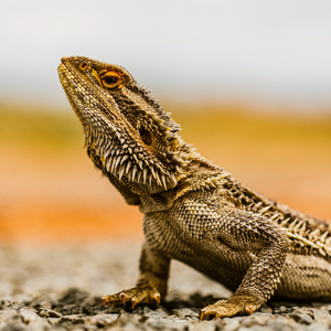 Fotografie k reklamnímu předmětu „NOTIQUE Poznámkový kalendář Ještěři 2026, 30 x 30 cm“