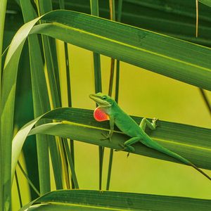 Fotografie k reklamnímu předmětu „NOTIQUE Poznámkový kalendář Ještěři 2026, 30 x 30 cm“