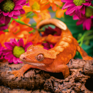 Fotografie k reklamnímu předmětu „NOTIQUE Poznámkový kalendář Ještěři 2026, 30 x 30 cm“