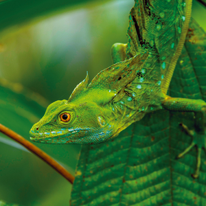 Fotografie k reklamnímu předmětu „NOTIQUE Poznámkový kalendář Ještěři 2026, 30 x 30 cm“