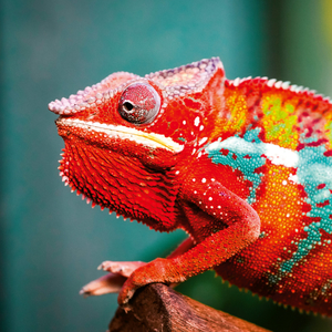 Fotografie k reklamnímu předmětu „NOTIQUE Poznámkový kalendář Ještěři 2026, 30 x 30 cm“