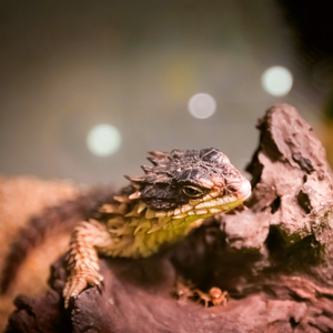 Fotografie k reklamnímu předmětu „NOTIQUE Poznámkový kalendář Ještěři 2026, 30 x 30 cm“