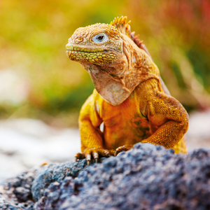 Fotografie k reklamnímu předmětu „NOTIQUE Poznámkový kalendář Ještěři 2026, 30 x 30 cm“