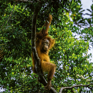 Fotografie k reklamnímu předmětu „NOTIQUE Poznámkový kalendář Ohrožené druhy 2026, 30 x 30 cm“