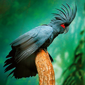 Fotografie k reklamnímu předmětu „NOTIQUE Poznámkový kalendář Ohrožené druhy 2026, 30 x 30 cm“