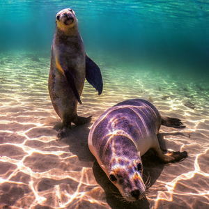 Fotografie k reklamnímu předmětu „NOTIQUE Poznámkový kalendář Ohrožené druhy 2026, 30 x 30 cm“