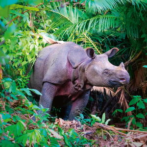 Fotografie k reklamnímu předmětu „NOTIQUE Poznámkový kalendář Ohrožené druhy 2026, 30 x 30 cm“