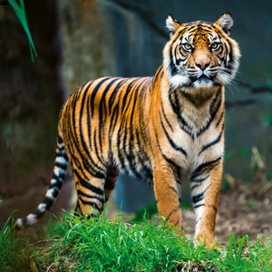 Fotografie k reklamnímu předmětu „NOTIQUE Poznámkový kalendář Ohrožené druhy 2026, 30 x 30 cm“