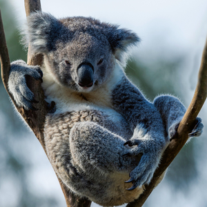 Fotografie k reklamnímu předmětu „NOTIQUE Poznámkový kalendář Ohrožené druhy 2026, 30 x 30 cm“