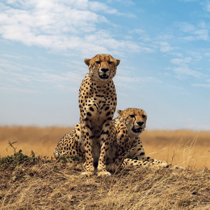 Fotografie k reklamnímu předmětu „NOTIQUE Grid calendar Wild Animals 2027, 30 x 30 cm“