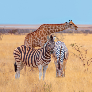 Fotografie k reklamnímu předmětu „NOTIQUE Grid calendar Wild Animals 2027, 30 x 30 cm“