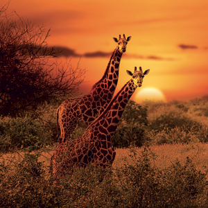 Fotografie k reklamnímu předmětu „NOTIQUE Grid calendar Wild Animals 2027, 30 x 30 cm“