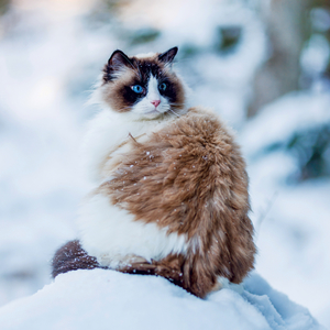 Fotografie k reklamnímu předmětu „NOTIQUE Grid calendar Cats 2027, 30 x 30 cm“