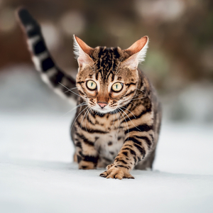 Fotografie k reklamnímu předmětu „NOTIQUE Grid calendar Cats 2027, 30 x 30 cm“