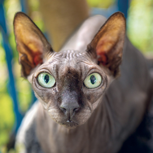 Fotografie k reklamnímu předmětu „NOTIQUE Grid calendar Cats 2027, 30 x 30 cm“