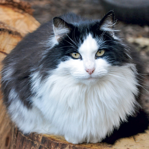 Fotografie k reklamnímu předmětu „NOTIQUE Grid calendar Cats 2027, 30 x 30 cm“