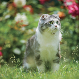 Fotografie k reklamnímu předmětu „NOTIQUE Grid calendar Cats 2027, 30 x 30 cm“