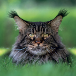 Fotografie k reklamnímu předmětu „NOTIQUE Grid calendar Cats 2027, 30 x 30 cm“