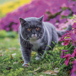 Fotografie k reklamnímu předmětu „NOTIQUE Grid calendar Cats 2027, 30 x 30 cm“