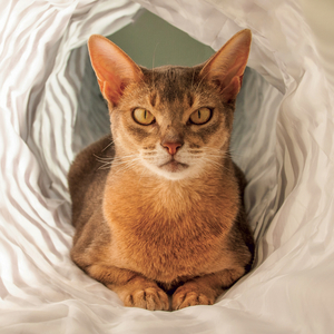 Fotografie k reklamnímu předmětu „NOTIQUE Grid calendar Cats 2027, 30 x 30 cm“
