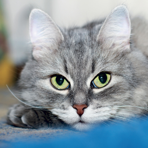Fotografie k reklamnímu předmětu „NOTIQUE Grid calendar Cats 2027, 30 x 30 cm“