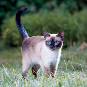 Fotografie k reklamnímu předmětu „NOTIQUE Grid calendar Cats 2027, 30 x 30 cm“
