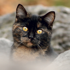 Fotografie k reklamnímu předmětu „NOTIQUE Grid calendar Cats 2027, 30 x 30 cm“