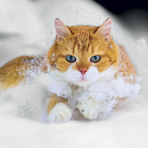 Fotografie k reklamnímu předmětu „NOTIQUE Grid calendar Cats 2027, 30 x 30 cm“