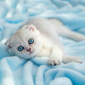 Fotografie k reklamnímu předmětu „NOTIQUE Grid calendar Kittens 2027, 30 x 30 cm“
