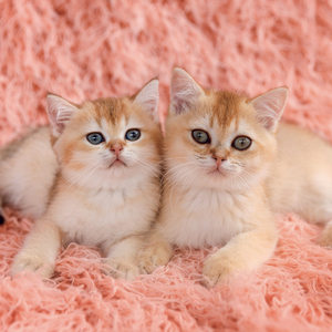 Fotografie k reklamnímu předmětu „NOTIQUE Grid calendar Kittens 2027, 30 x 30 cm“