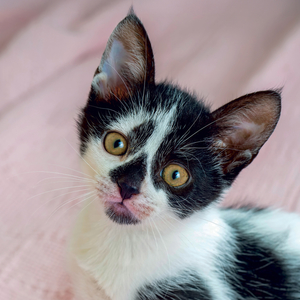Fotografie k reklamnímu předmětu „NOTIQUE Grid calendar Kittens 2027, 30 x 30 cm“